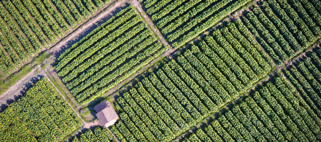 Why Mexican Avocado Oil? The Story Behind Single-Origin Quality